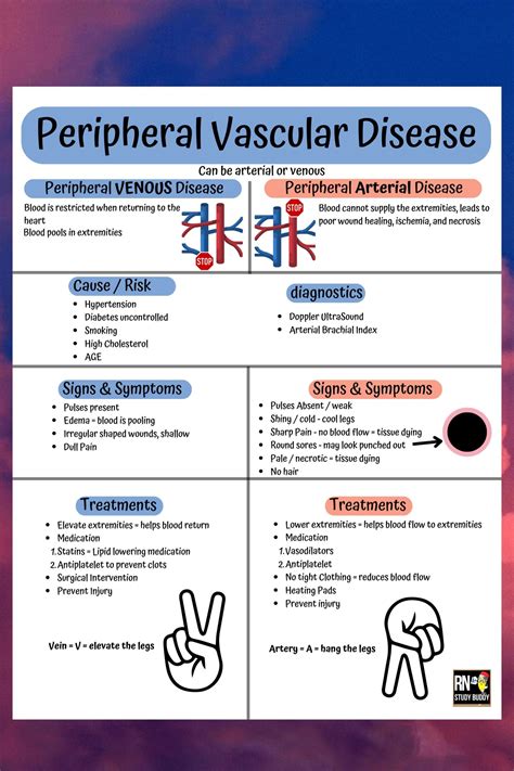 vascular意思